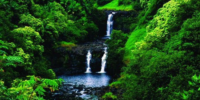 Tropical rainforest in Hawaii