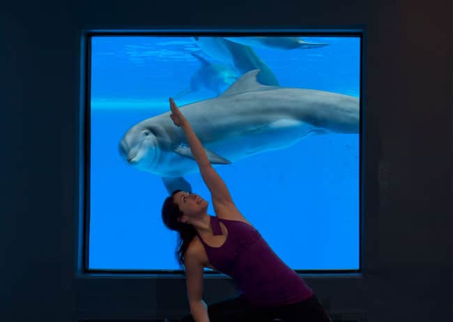 Yoga with the Dolphins at the Mirage