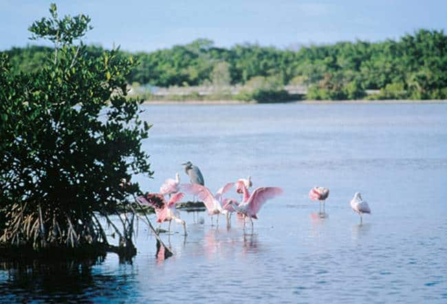 Roseate spoonbills