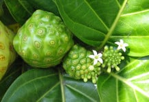 noni, Puerto Rico, Vieques