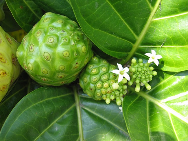 noni, Puerto Rico, Vieques