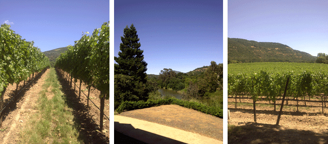 Napa Vineyards