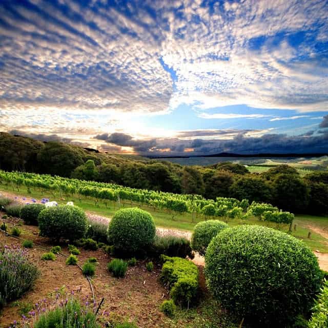 Mudbrick Vineyard