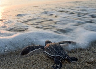 Vero Beach, Florida