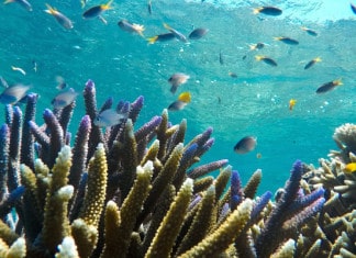 Sunlover Reef Cruises