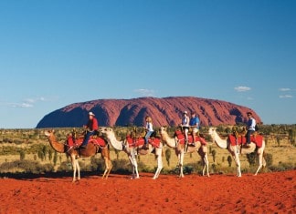 Camel riding in the Uluru Kata Tjuta National Park with Uluru Camel Tours