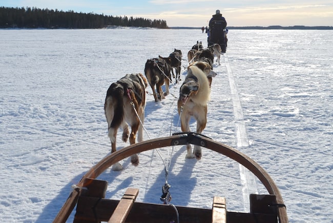 Dog sledding in Sweden