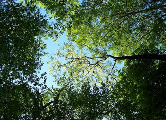 carbon reduction, meetings