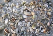Sanibel Island, Fort Myers, National Seashell Day, seashells