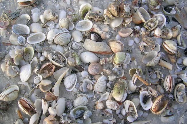 Sanibel Island, Fort Myers, National Seashell Day, seashells