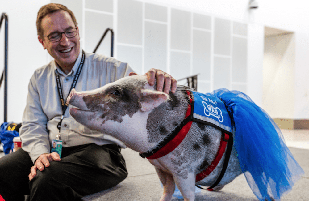 airport amenities, therapy animals, therapy pig, San Francisco, Nashville, San Francisco International Airport, travel stress, airports