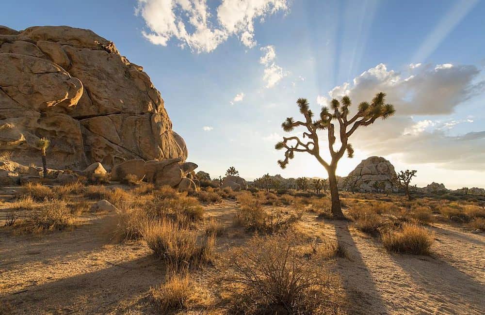 Joshua Tree National Park, national parks, National Park Service, Trump administration, hiring freeze, Independence National Historical Park, Badlands National Park, Twitter