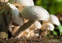 mushroom foraging, prehistoric life, Bill Schindler, The Great Human Race, anthropology, fishing
