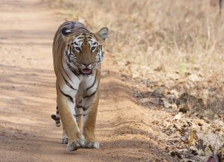 The Heart of India, Madhya Pradesh, The Jungle Book, India