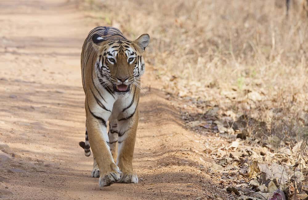 The Heart of India; Photo Credit: Wikimedia Commons/Stephenekka The Heart of India, Madhya Pradesh, The Jungle Book, India