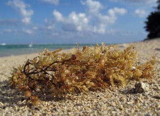 Sargassum seaweed, Florida, Caribbean, Mexico, Gulf of Mexico, Industry News, Hot Topics