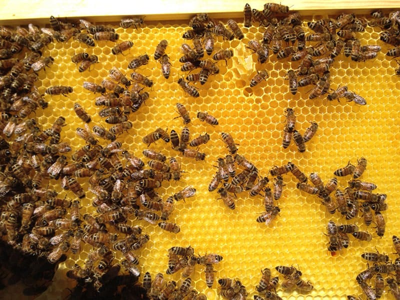 Hyatt Regency has two new beehives.