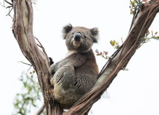 Australia is Open For Business Australia is Open for Business
