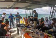 Shark Tagging with Florida scientists is a recommended immersive activity