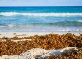Destinations Gear Up for Record Sargassum Season sargassum