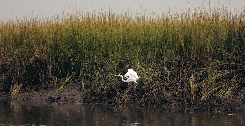 KIAWAH