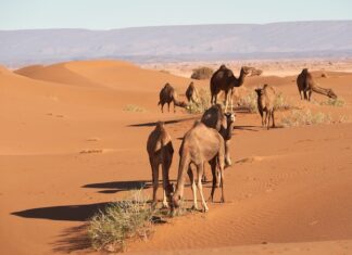 Camel Rides Exposed: How to Research Animal Cruelty camel rides