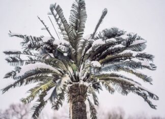 Rare Winter Storm Freezes the Gulf Coast
