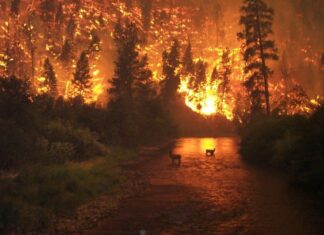 Historic Gold Rush Town Scorched by CA Wildfires