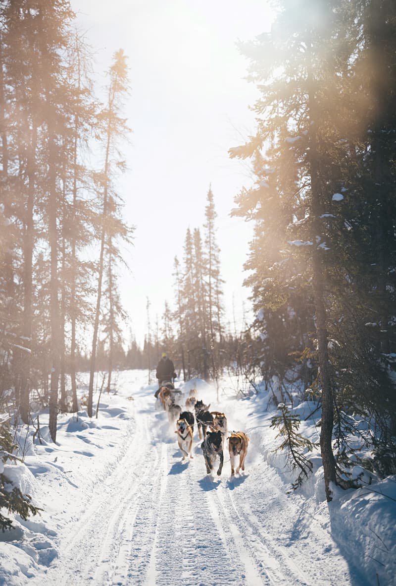 Dog-sledding with North of 60 Adventures (photo credit: Incentive Canada/North of 60 Adventures)